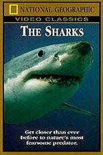 Watch National Geographic The Sharks Zumvo