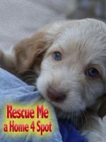 Watch Rescue Me: A Home 4 Spot Zumvo