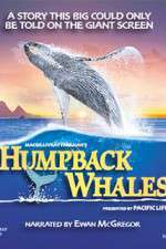 Watch Humpback Whales Zumvo