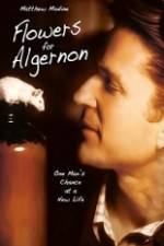 Watch Flowers for Algernon Zumvo