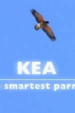 Watch Kea - The Smartest Parrot Zumvo