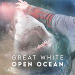 Watch Great White Open Ocean Zumvo