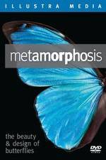 Watch Metamorphosis: The Beauty and Design of Butterflies Zumvo