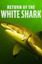 Watch Return of the White Shark Zumvo