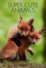 Watch Super Cute Animals Zumvo