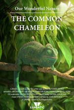 Watch Our Wonderful Nature - The Common Chameleon Zumvo