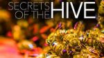 Watch Secrets of the Hive Zumvo