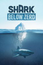 Watch Shark Below Zero Zumvo