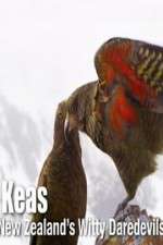 Watch Keas: New Zealand\'s Witty Daredevils Zumvo