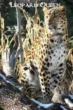 Watch National Geographic Leopard Queen Zumvo