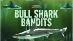 Watch Bull Shark Bandits Zumvo