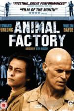 Watch Animal Factory Zumvo