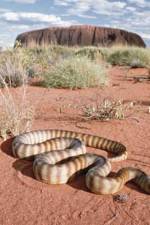 Watch DEADLY PREDATORS.AUSTRALIAN PYTHONS Zumvo