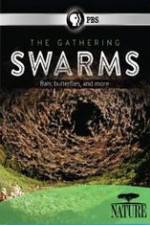 Watch Nature The Gathering Swarms Zumvo