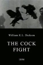 Watch The Cock Fight Zumvo