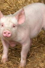 Watch Patent For A Pig: The Big Business of Genetics Zumvo