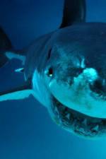 Watch National Geographic. Shark attacks investigated Zumvo