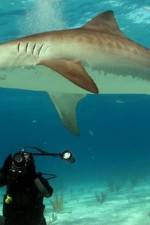 Watch Dive To Tiger Shark Central Zumvo