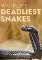 Watch World's Deadliest Snakes Zumvo