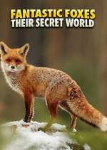 Watch Fantastic Foxes: Their Secret World Zumvo