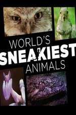 Watch World's Sneakiest Animals Zumvo