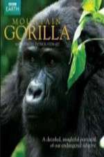 Watch Mountain Gorilla Zumvo