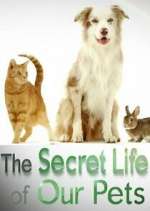 Watch The Secret Life of Our Pets Zumvo