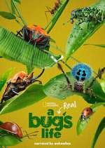 Watch A Real Bug's Life Zumvo