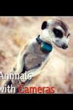 Watch Animals with Cameras Zumvo