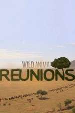 Watch Wild Animal Reunions Zumvo