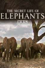 Watch The Secret Life of Elephants Zumvo