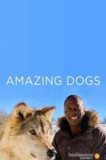 Watch Amazing Dogs Zumvo