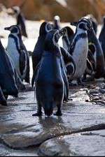 Watch Meet the Penguins Zumvo