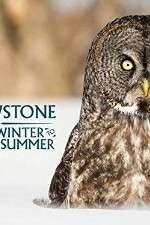 Watch Yellowstone Wildest Winter to Blazing Summer Zumvo