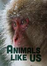 Watch Animals Like Us Zumvo