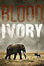 Watch Blood Ivory Zumvo