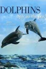 Watch Dolphins: Spy in the Pod Zumvo