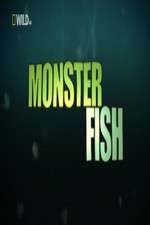 Watch National Geographic Monster Fish Zumvo