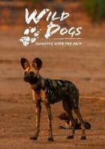 Watch Wild Dogs: Running with the Pack Zumvo