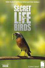 Watch Iolo's Secret Life of Birds Zumvo