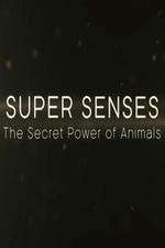 Watch Super Senses The Secret Power of Animals Zumvo