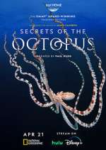 Watch Secrets of the Octopus Zumvo