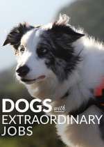 Watch Dogs with Extraordinary Jobs Zumvo