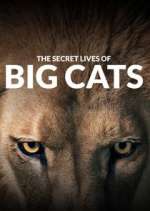 Watch The Secret Lives of Big Cats Zumvo