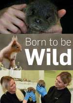 Watch Born to Be Wild Zumvo