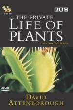 Watch The Private Life of Plants Zumvo