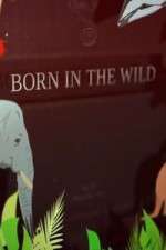 Watch Born In The Wild Zumvo