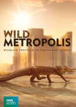 Watch Wild Metropolis Zumvo