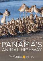 Watch Panama's Animal Highway Zumvo
