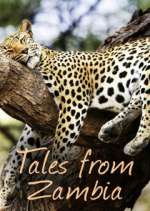 Watch Tales from Zambia Zumvo